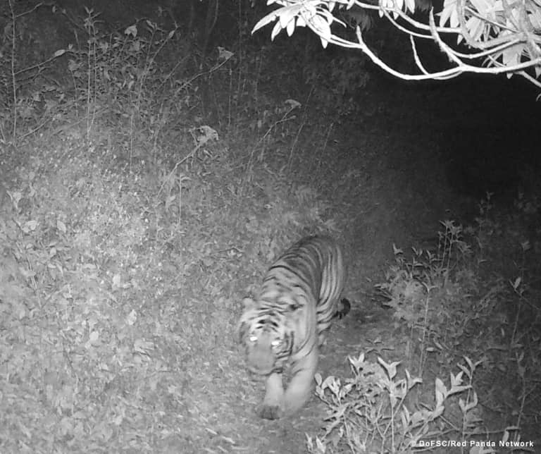 Spektakulärer Fotonachweis: Ein Tiger in Nepal, © by DoFSC/Red Panda Network Spektakulärer Fotonachweis: Ein Tiger in Nepal, © by DoFSC/Red Panda Network