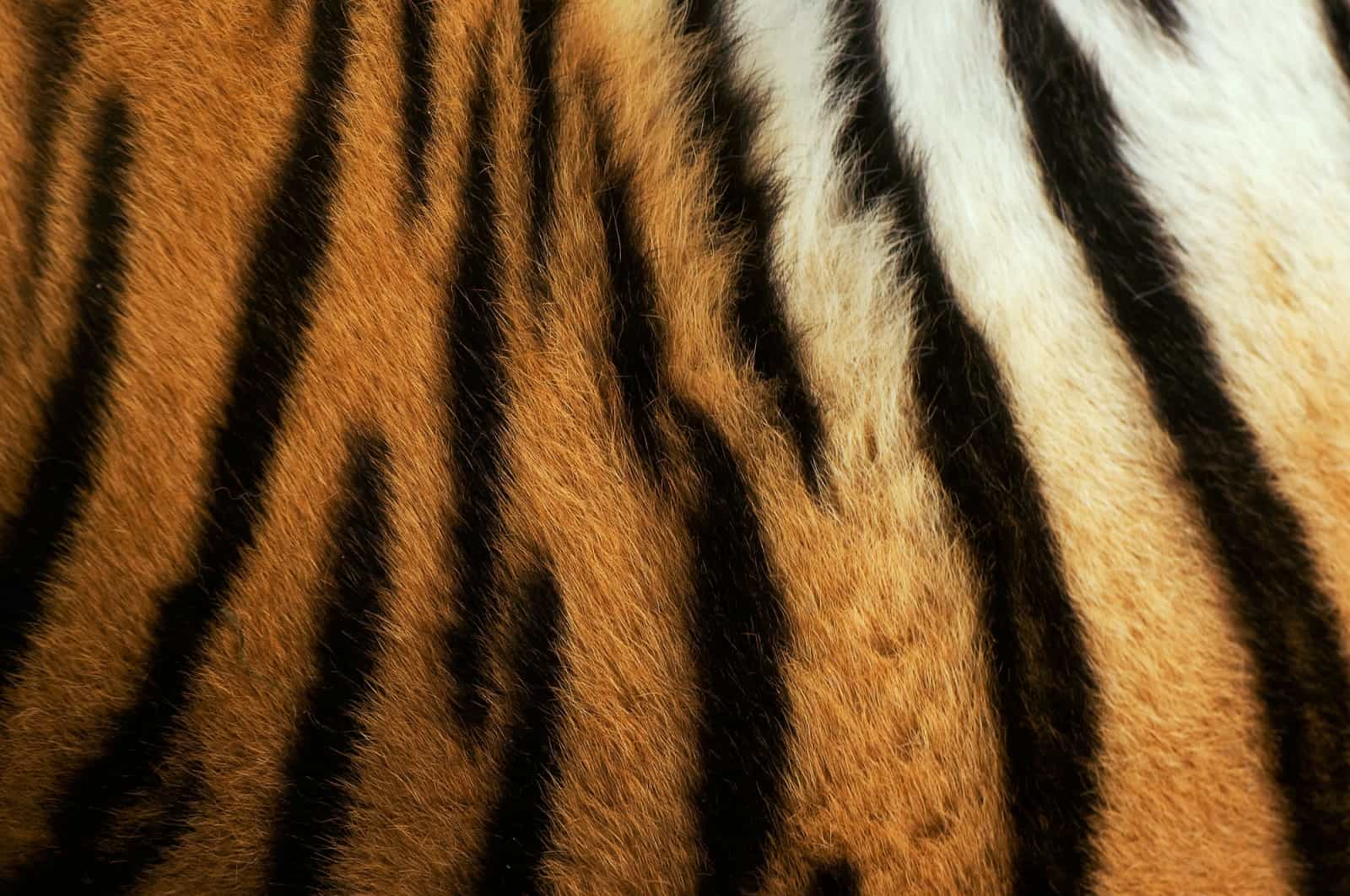 Tigerfelle erzielen auf dem Schwarzmarkt Rekordpreise, © by naturepl.com/Edwin Giesbers/WWF