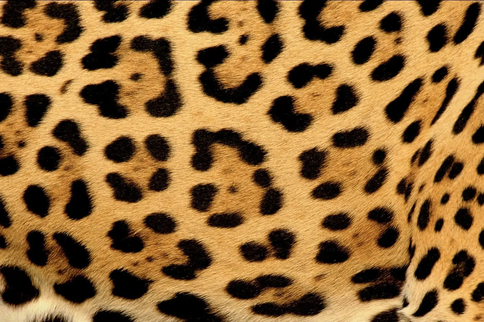 A, B oder C?, © by Staffan Widstrand / WWF A, B oder C?, © by Staffan Widstrand / WWF