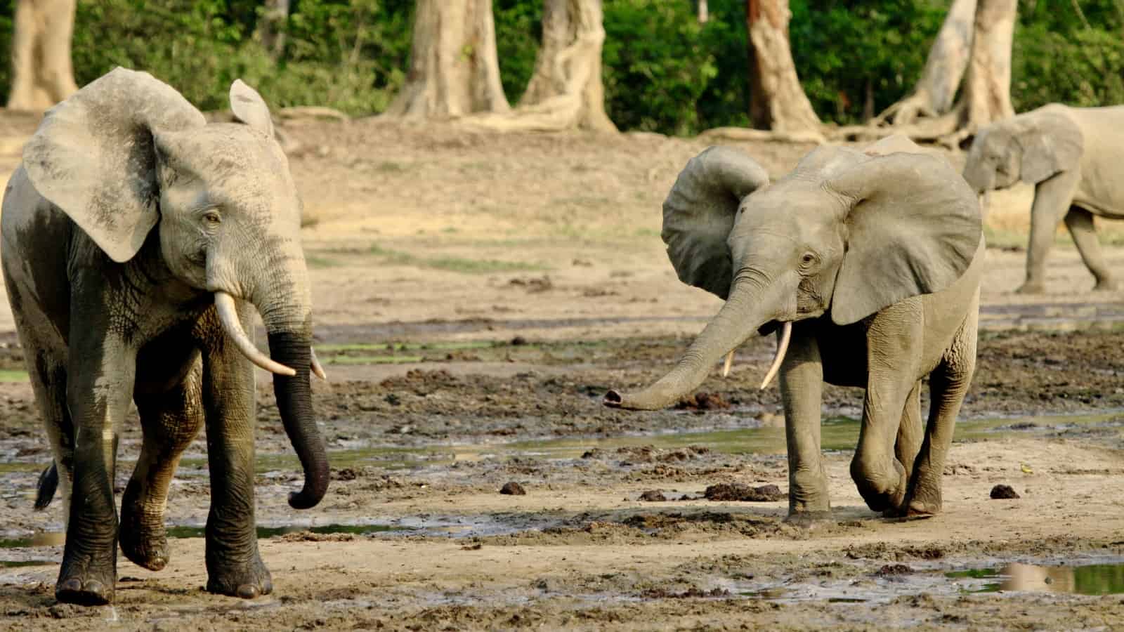 Zwei afrikanische Waldelefanten auf einer Waldlichtung im Dzanga Sangha - Schutzgebiet in der Zentralafrikanischen Republik