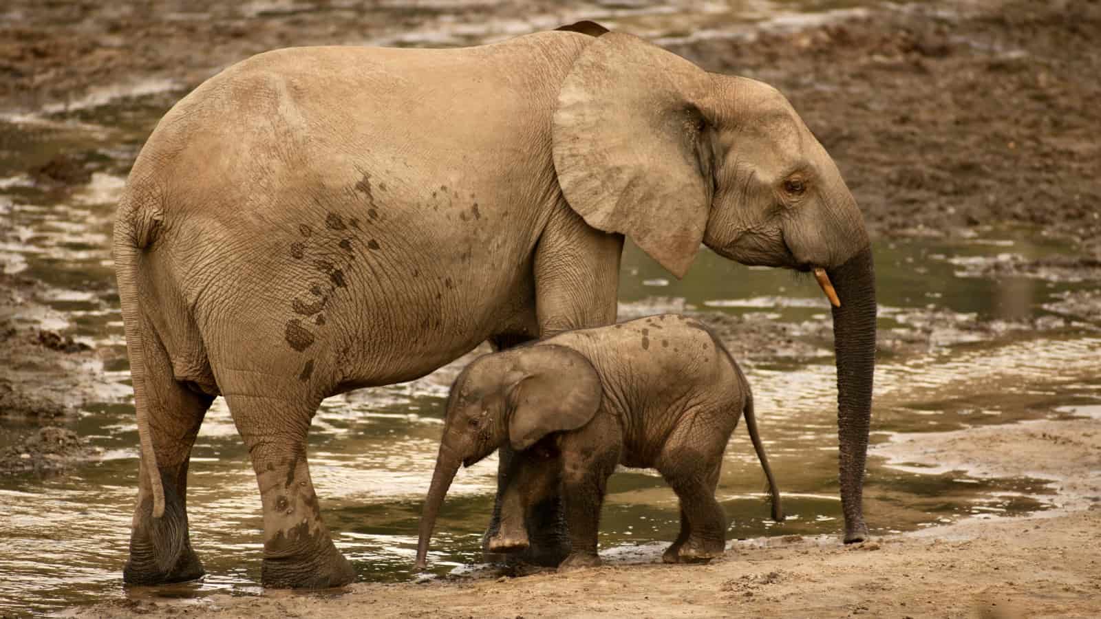 Afrikanische Waldelefanten im Dzanga-Ndoki-Nationalpark, Zentralafrikanische Republik: Mutter und Kalb