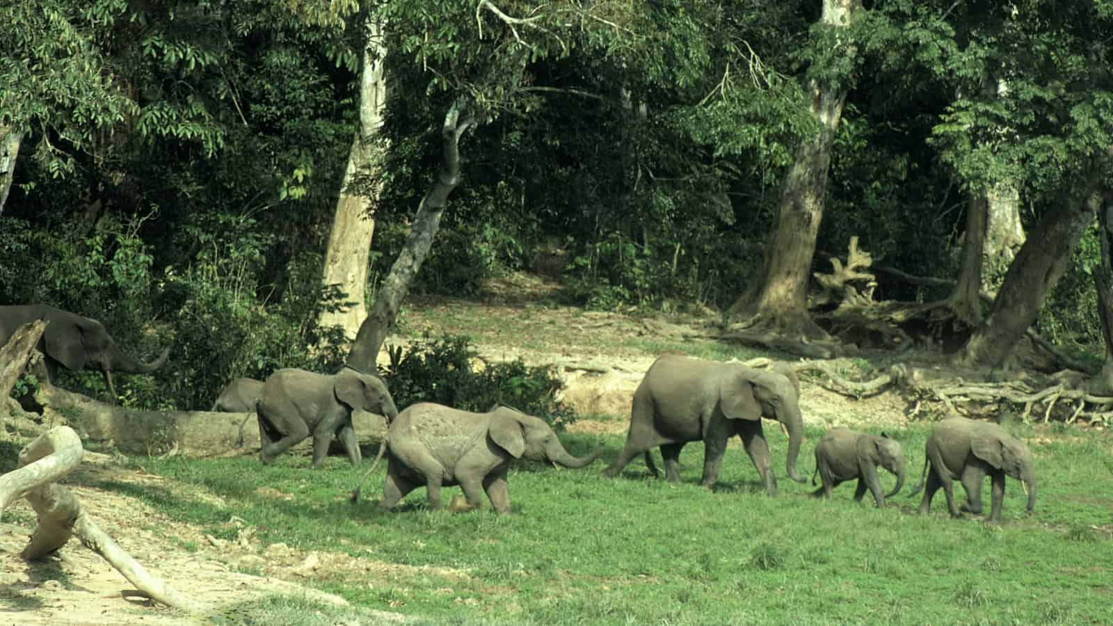 Eine Herde Elefanten am Waldrand