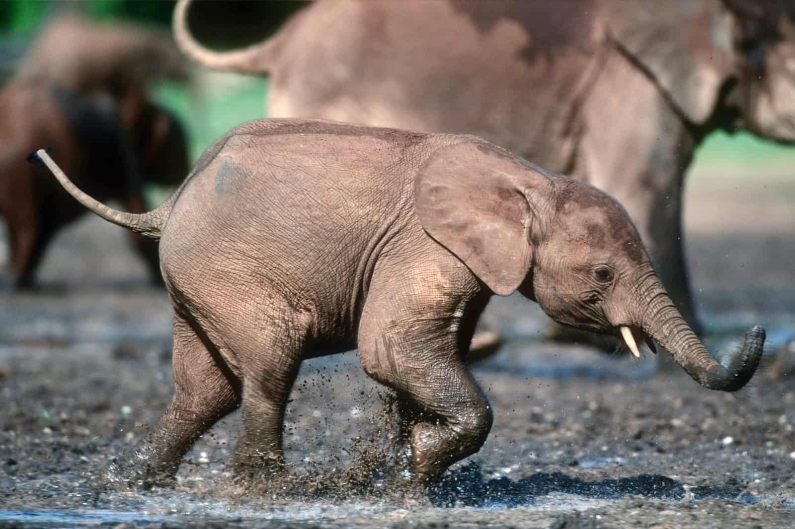 Ein junger Elefant läuft durchs Wasser, © by Martin Harvey/ WWF-Canon