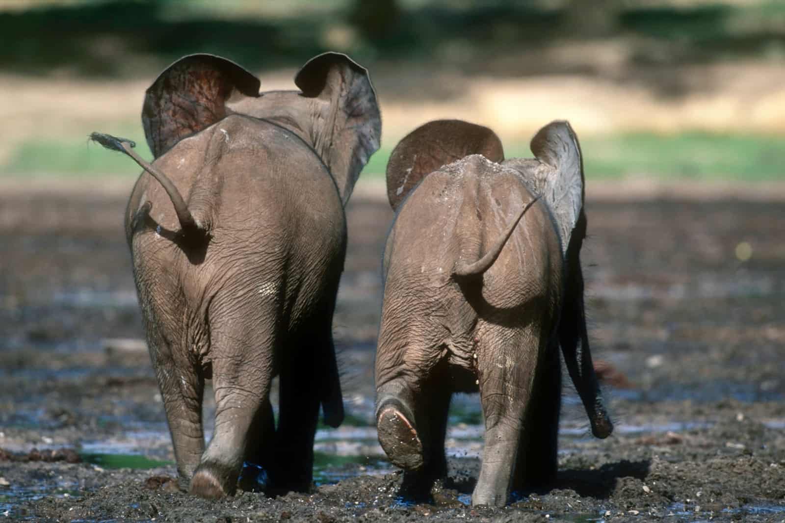 Kehrseite: Zwei afrikanische Waldelefanten, © by Martin Harvey/ WWF