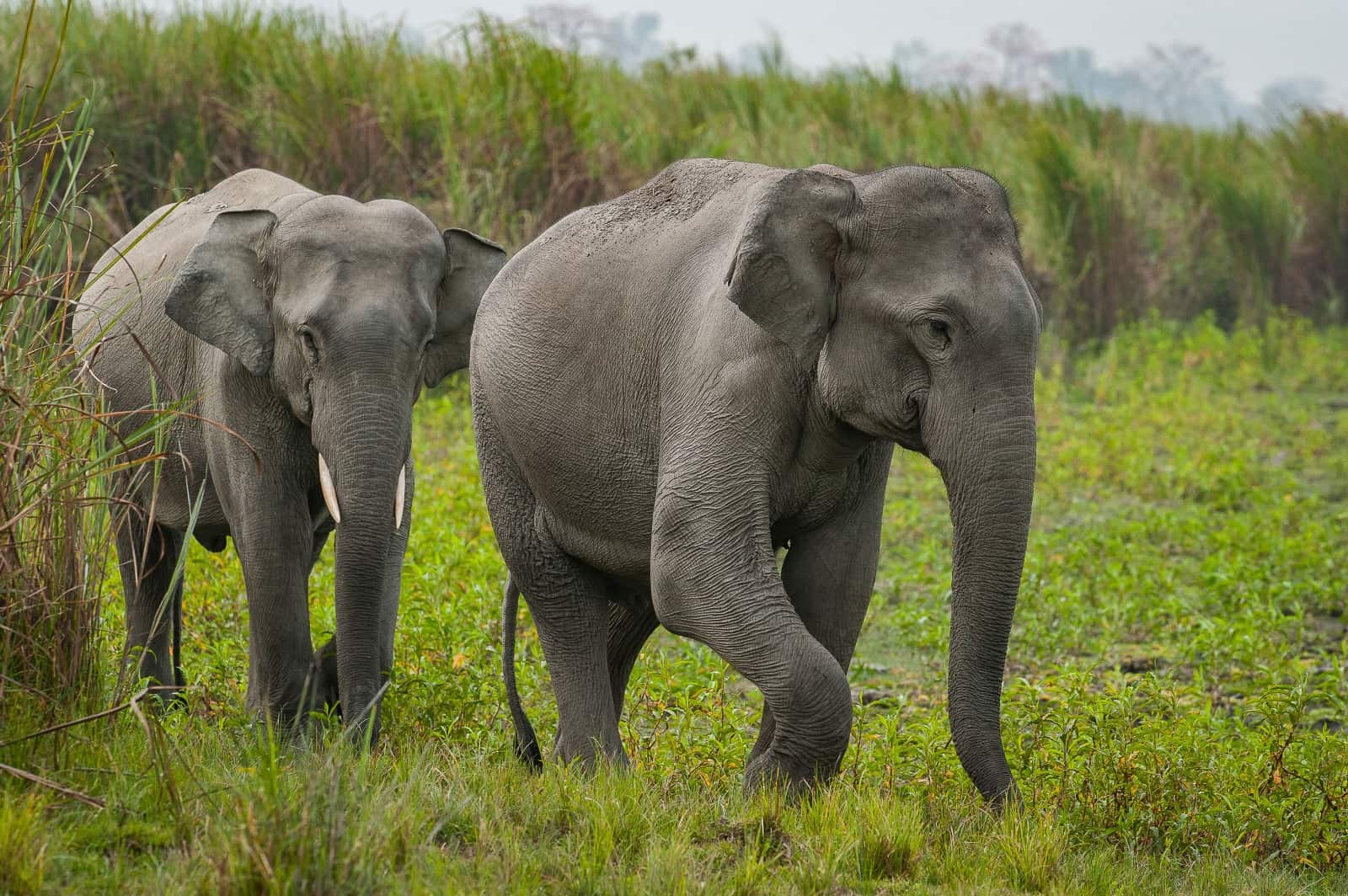 Indian elephant