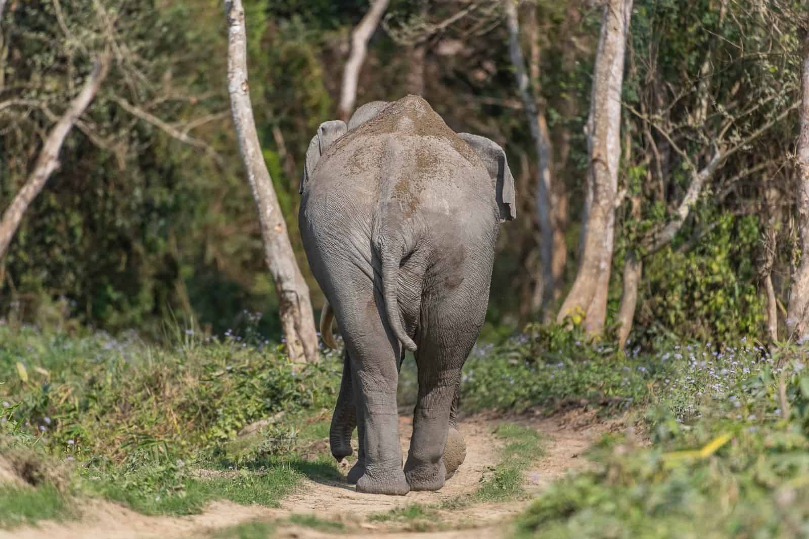 Elefant im Kaziranga-Nationalpark, Indien, © by Ola Jennersten/WWF Schweden