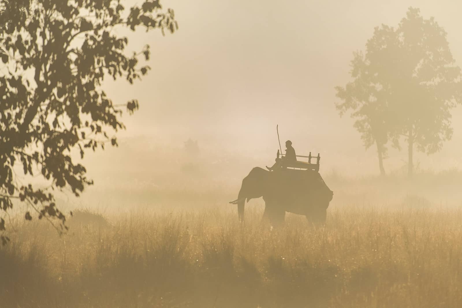 Elefanten werden in Indien als Lasttiere eingesetzt, © by Ola Jennersten/WWF Schweden