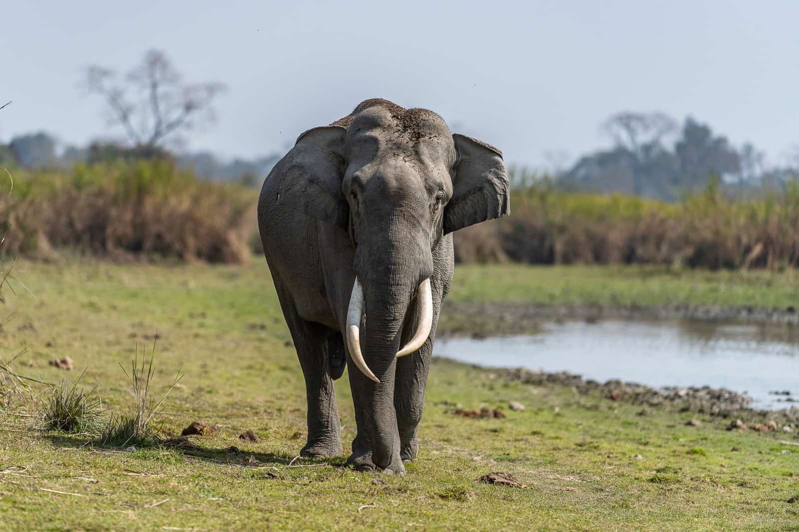 Ein Elefantenbulle mit langen Stoßzähnen im Kaziranga-Nationalpark in Indien