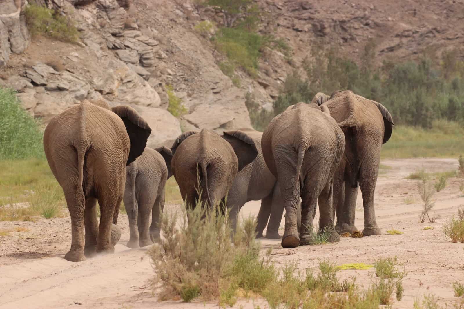 Afrikanische Savannenelefanten, © by Tania Curry/WWF-US
