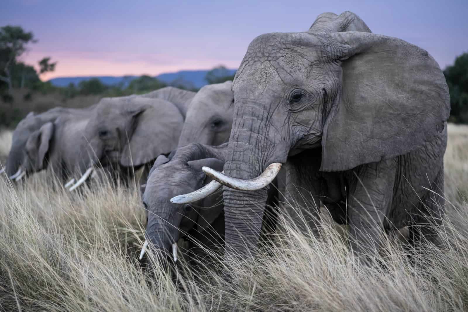 In der Savanne: Elefanten beim Fressen, © by naturepl.com / Denis-Huot / WWF