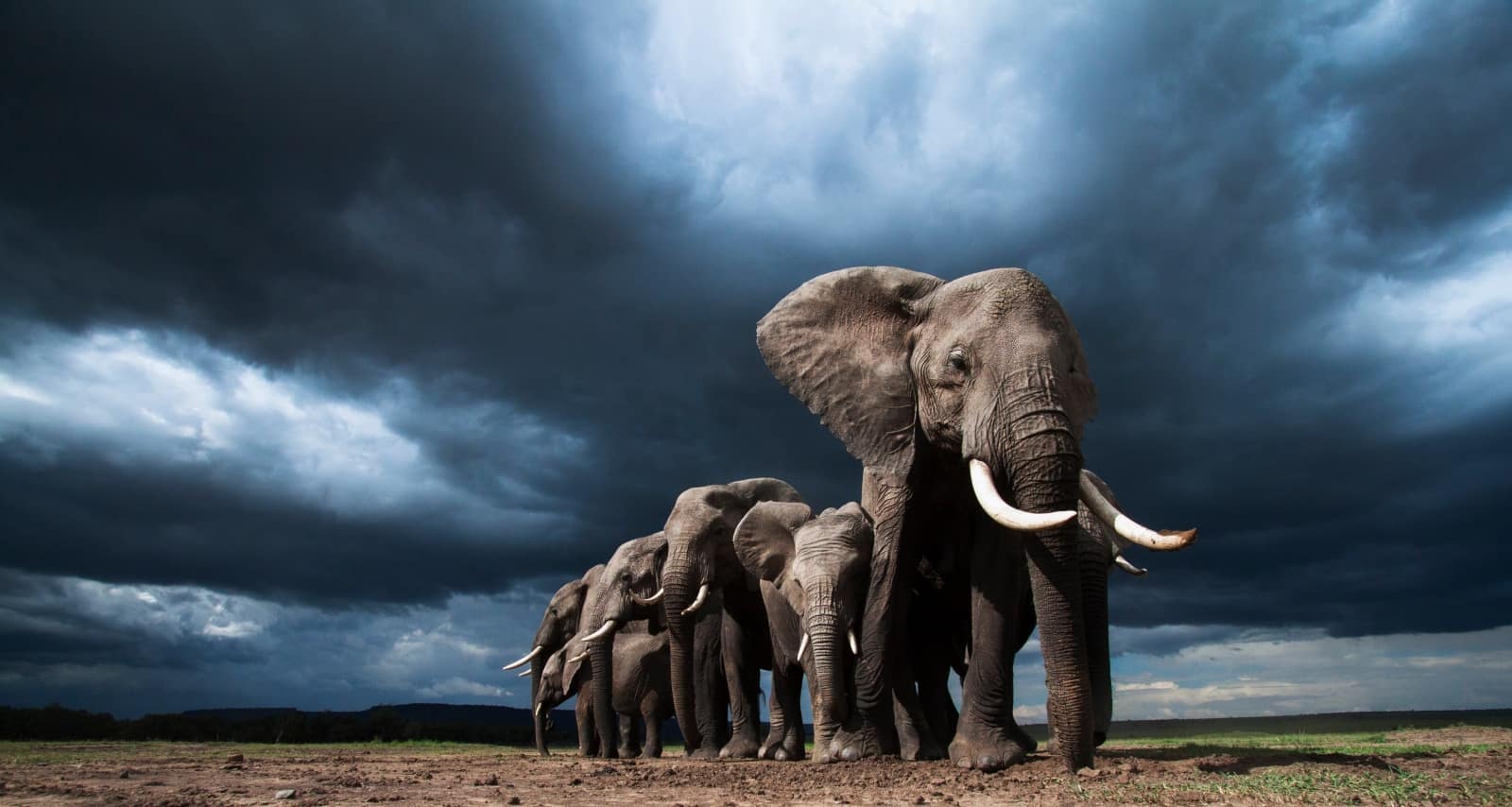 Eine Herde afrikanischer Elefanten im Massai Mara Nationalpark, Kenia