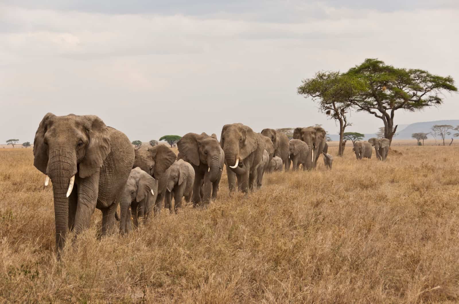 In Reih und Glied durch den Serengeti-Nationalpark in Tanzania