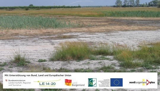 Renaturierte Lacke im Seewinkel