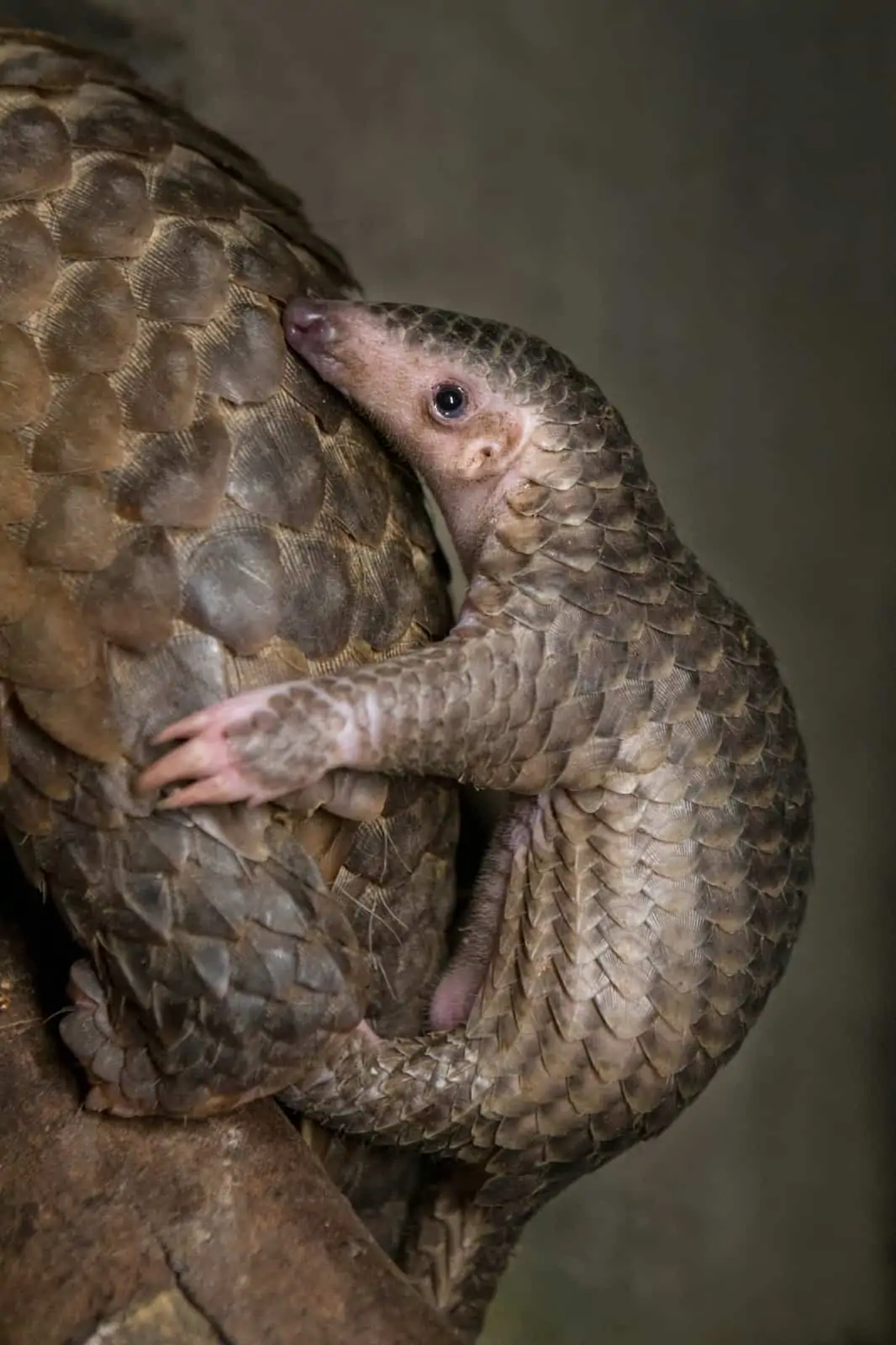 Junge Schuppentiere verbringen ihre ersten Lebensmonate auf dem hinteren Rüücken der Mutter, © by Suzi Eszterhas / Wild Wonders of China / WWF Junge Schuppentiere verbringen ihre ersten Lebensmonate auf dem hinteren Rüücken der Mutter, © by Suzi Eszterhas / Wild Wonders of China / WWF