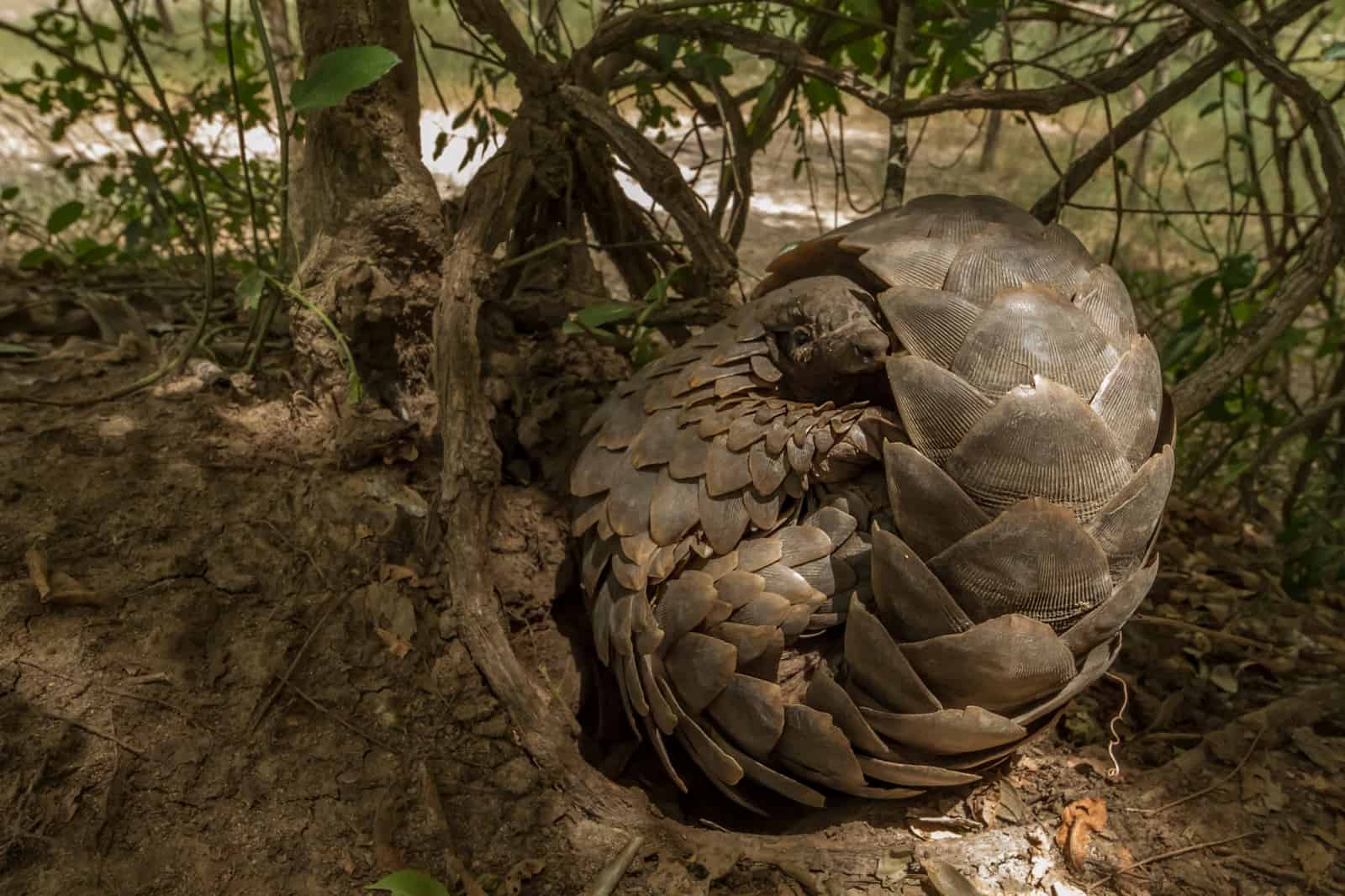 Das Pangolin ist eines der ältesten Säugetiere der Welt.