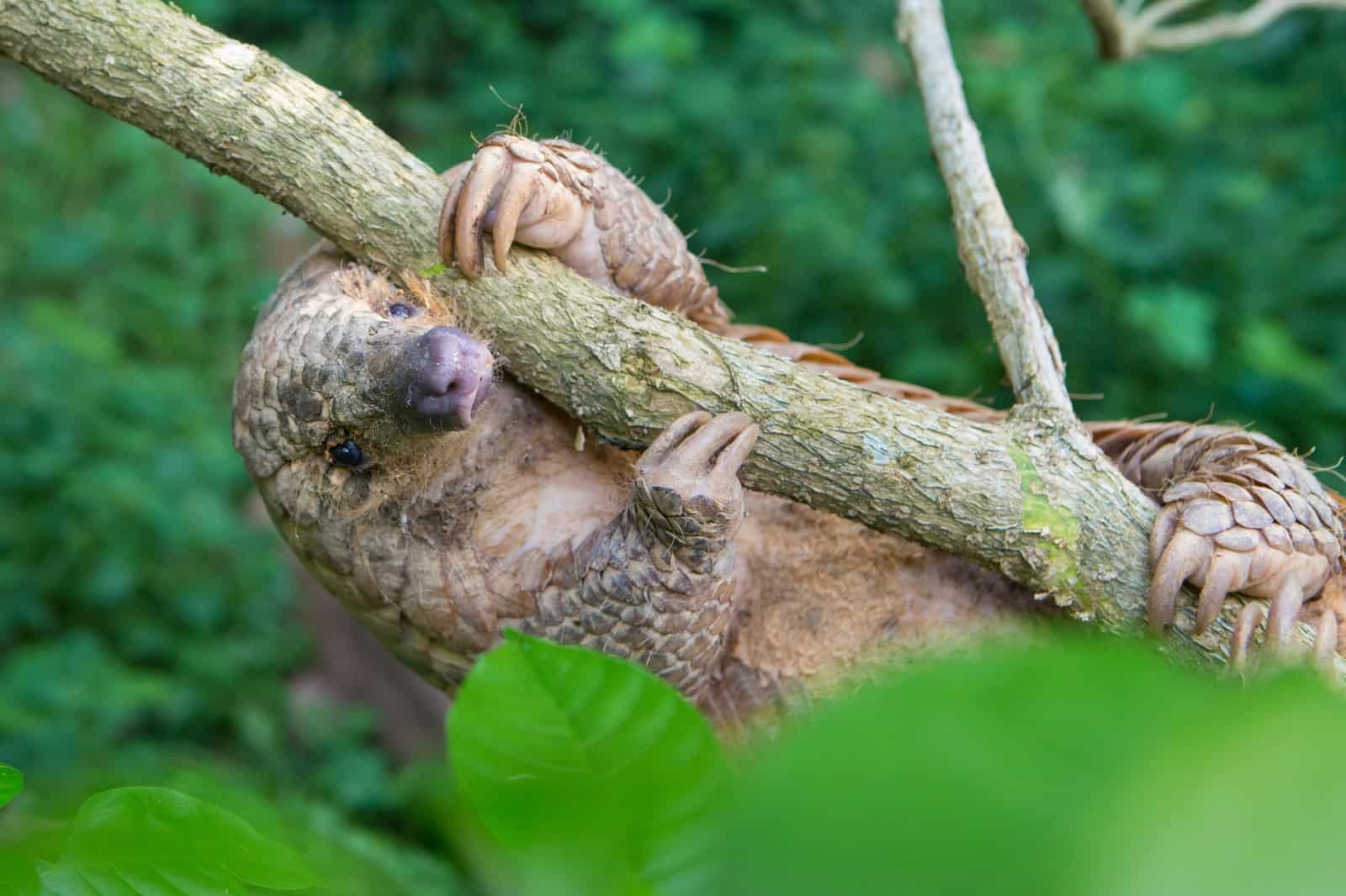 Schuppentiere sind gute Kletterer, © by Suzi Eszterhas / Wild Wonders of China / WWF