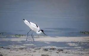 Säbelschnäbler, © by Nationalpark Neusiedler See - Seewinkel/Hannah Assil Säbelschnäbler, © by Nationalpark Neusiedler See - Seewinkel/Hannah Assil