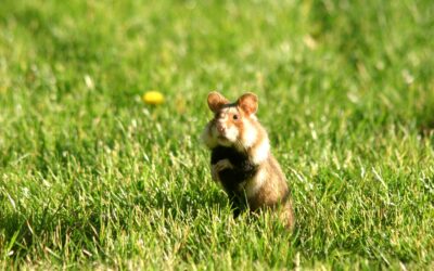 WWF: Renaturierung Europas – Jetzt für starkes EU-Gesetz unterschreiben