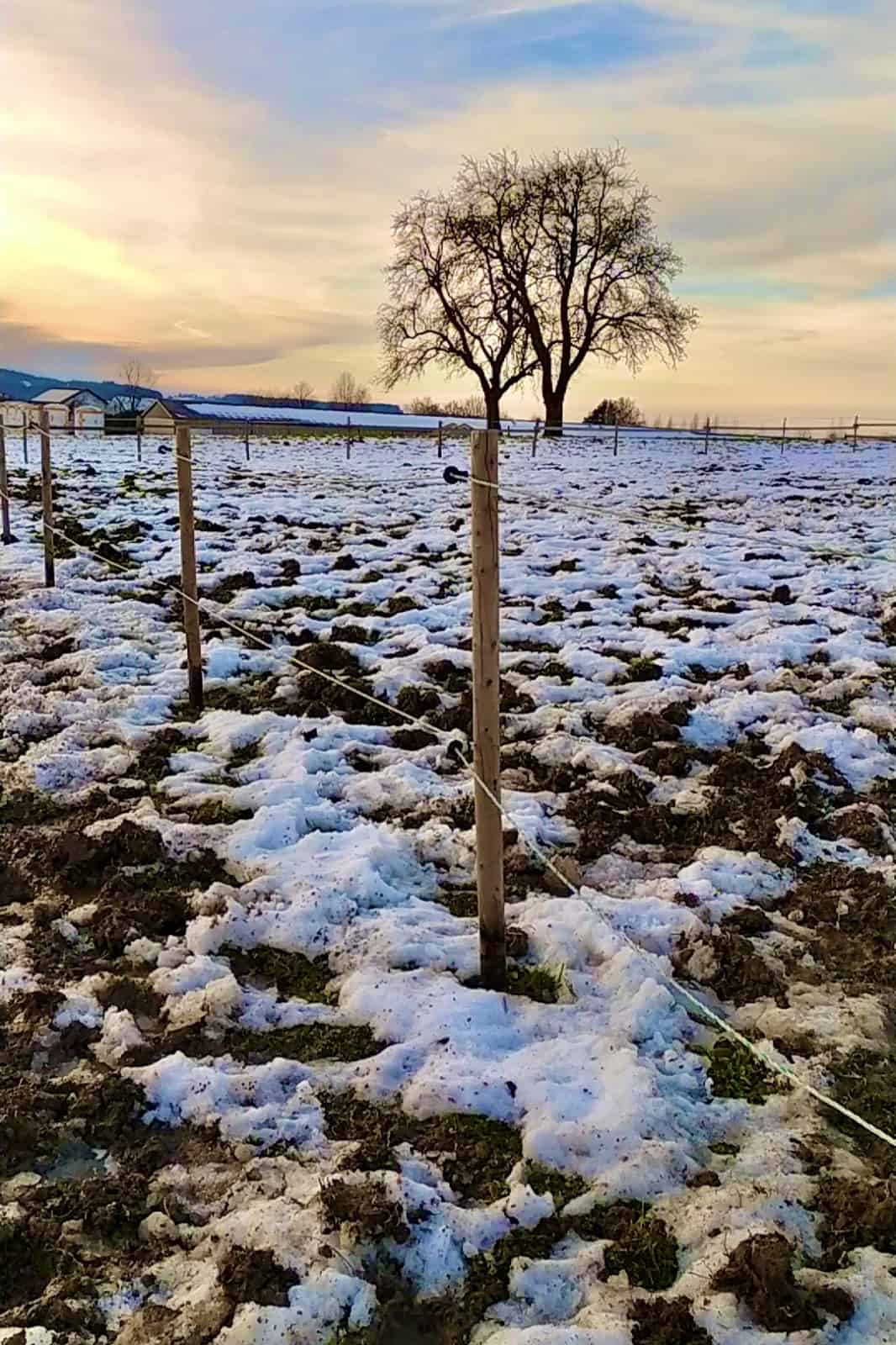 Im Feld liegt noch ein bisschen Schnee!, © by Johanna