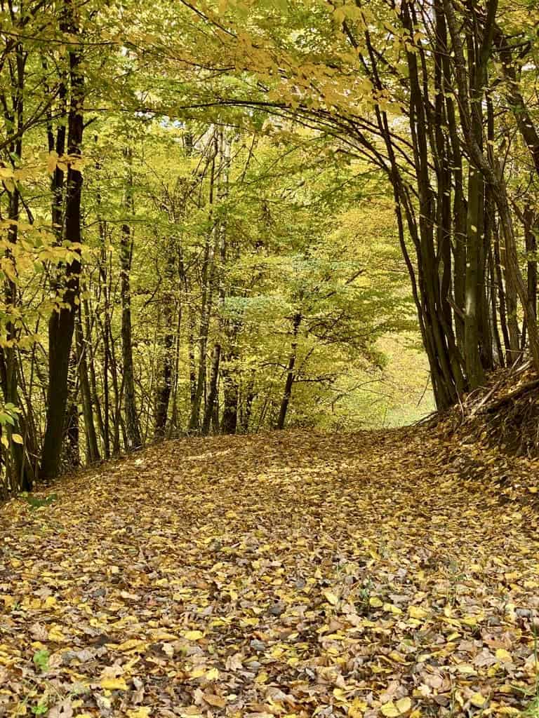 Im Herbstwald, © by Dane Im Herbstwald, © by Dane