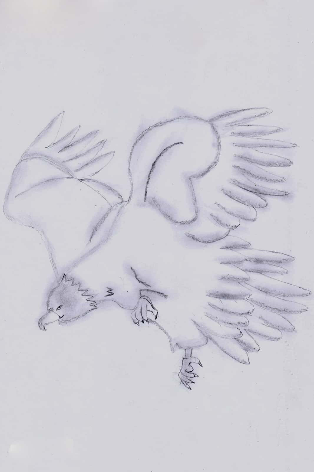 Ein Weißkopfseeadler, © by privat Ein Weißkopfseeadler, © by privat