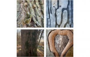 Mira’s Baumfenster, © by privat Mira’s Baumfenster, © by privat