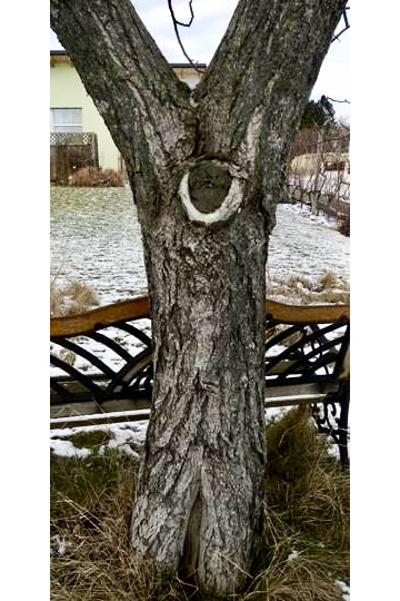 Der Baum der sich freut, © by privat