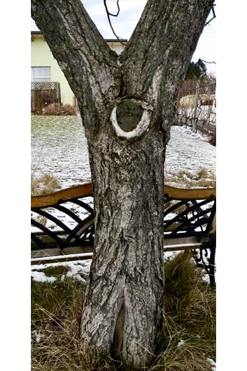 Der Baum der sich freut, © by privat Der Baum der sich freut, © by privat