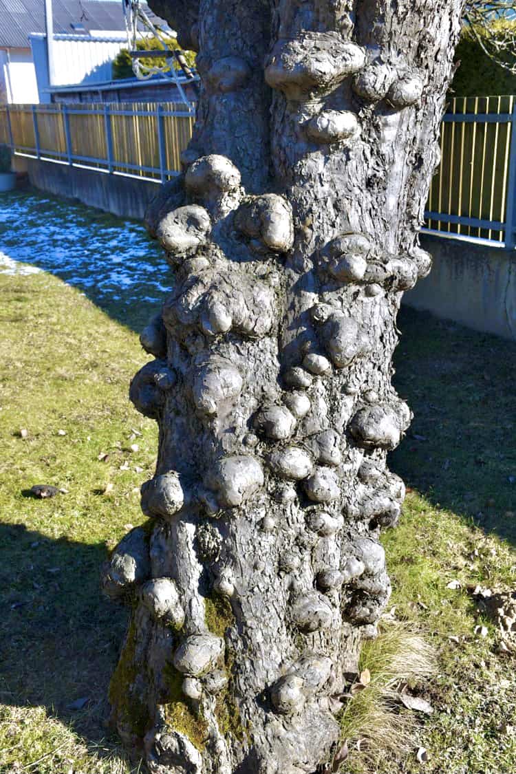 Der Beulenbaum, © by privat Der Beulenbaum, © by privat