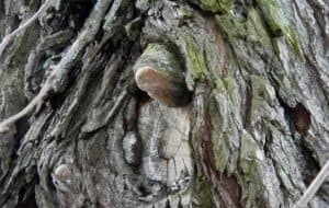 Entenschnabel, © by privat Entenschnabel, © by privat