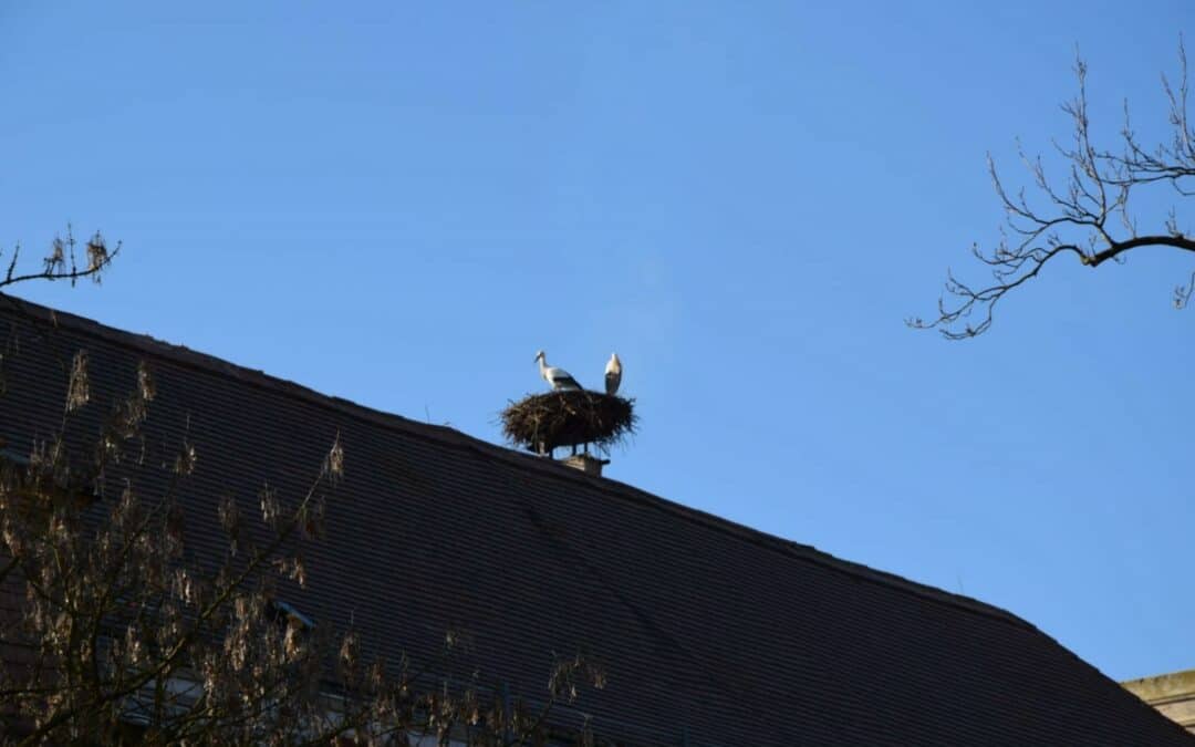Die ersten Weißstörche sind in Marchegg gelandet!