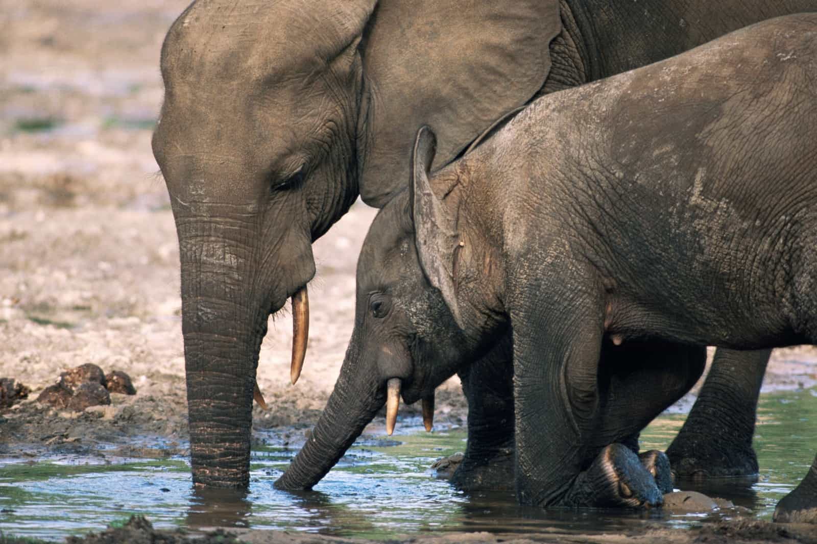 Mutter Waldelefant und ihr Kalb trinken das mineralreiche Wasser an einer Salzlecke, © by © naturepl.com / James Aldred / WWF