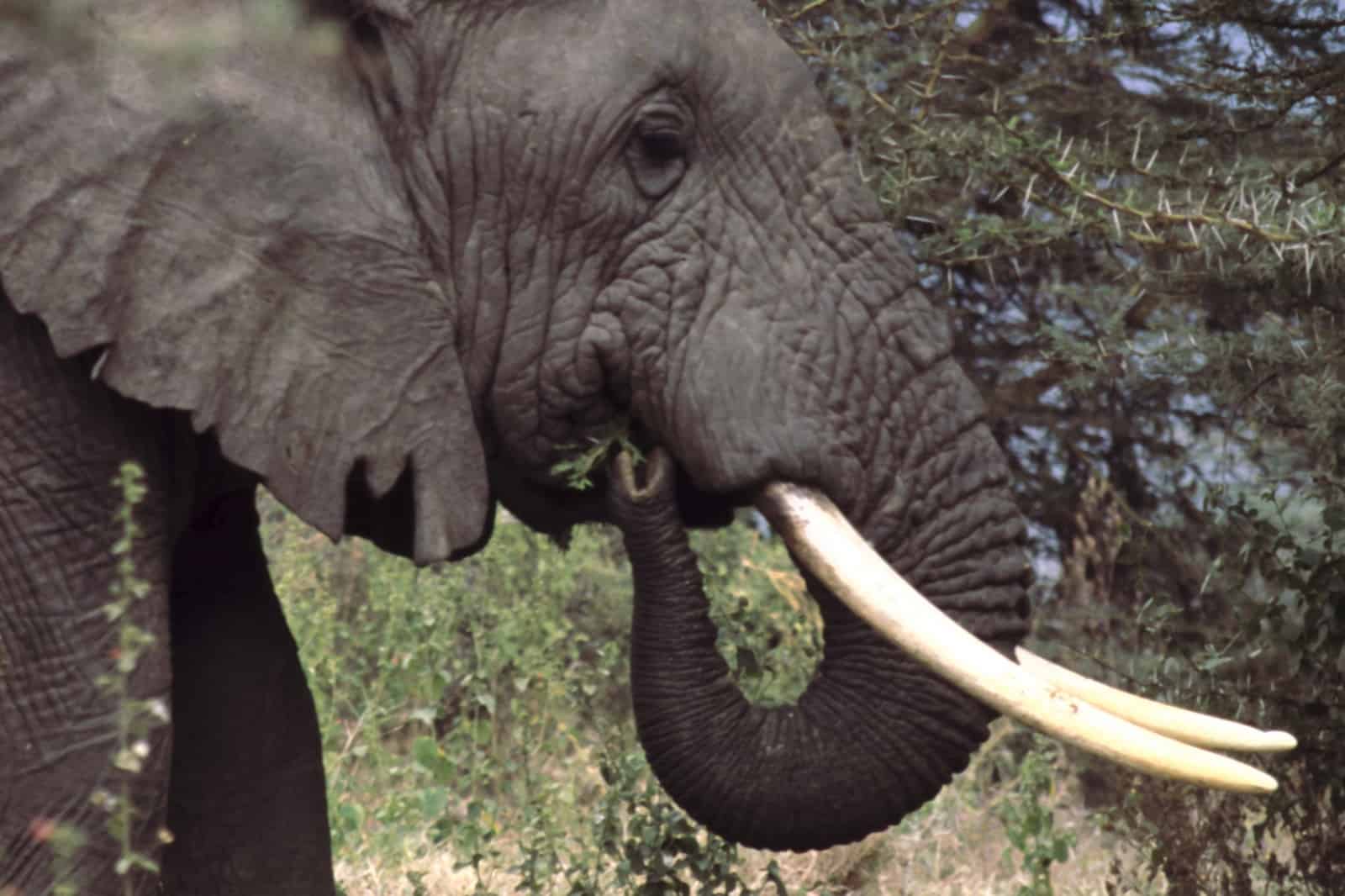 Die mächtigen Stoßzähne eines Savannenelefanten in Tanzania, © by Deborah Gainer/ WWF-US