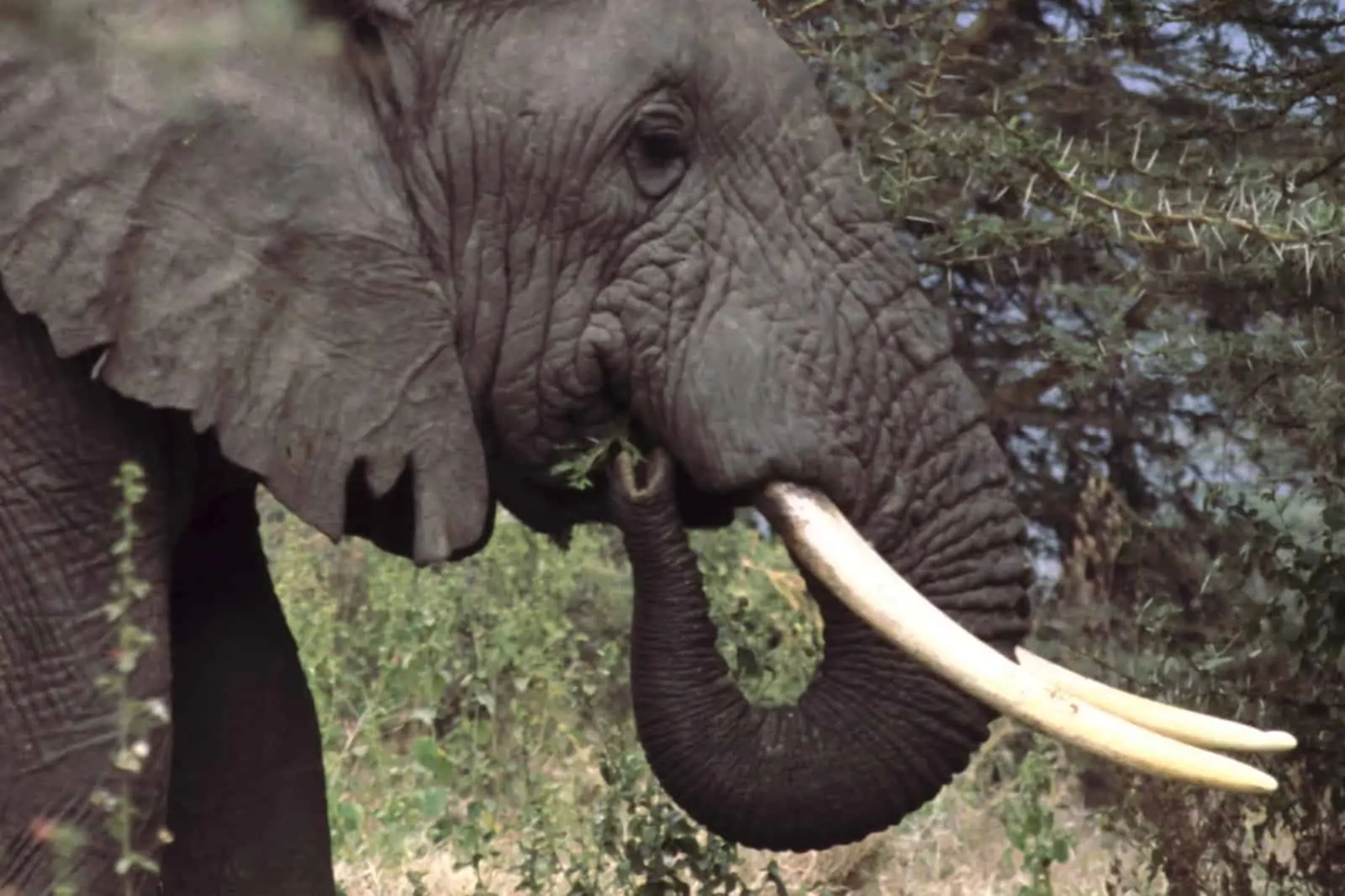 Die mächtigen Stoßzähne eines Savannenelefanten in Tanzania, © by Deborah Gainer/ WWF-US Die mächtigen Stoßzähne eines Savannenelefanten in Tanzania, © by Deborah Gainer/ WWF-US