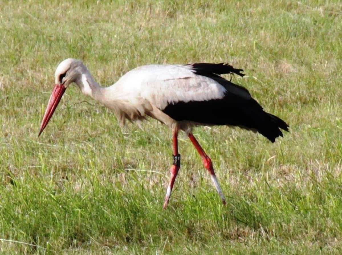 Ein Storch sucht in der Auwiese nach Nahrung, © by Marion Schindlauer Ein Storch sucht in der Auwiese nach Nahrung, © by Marion Schindlauer