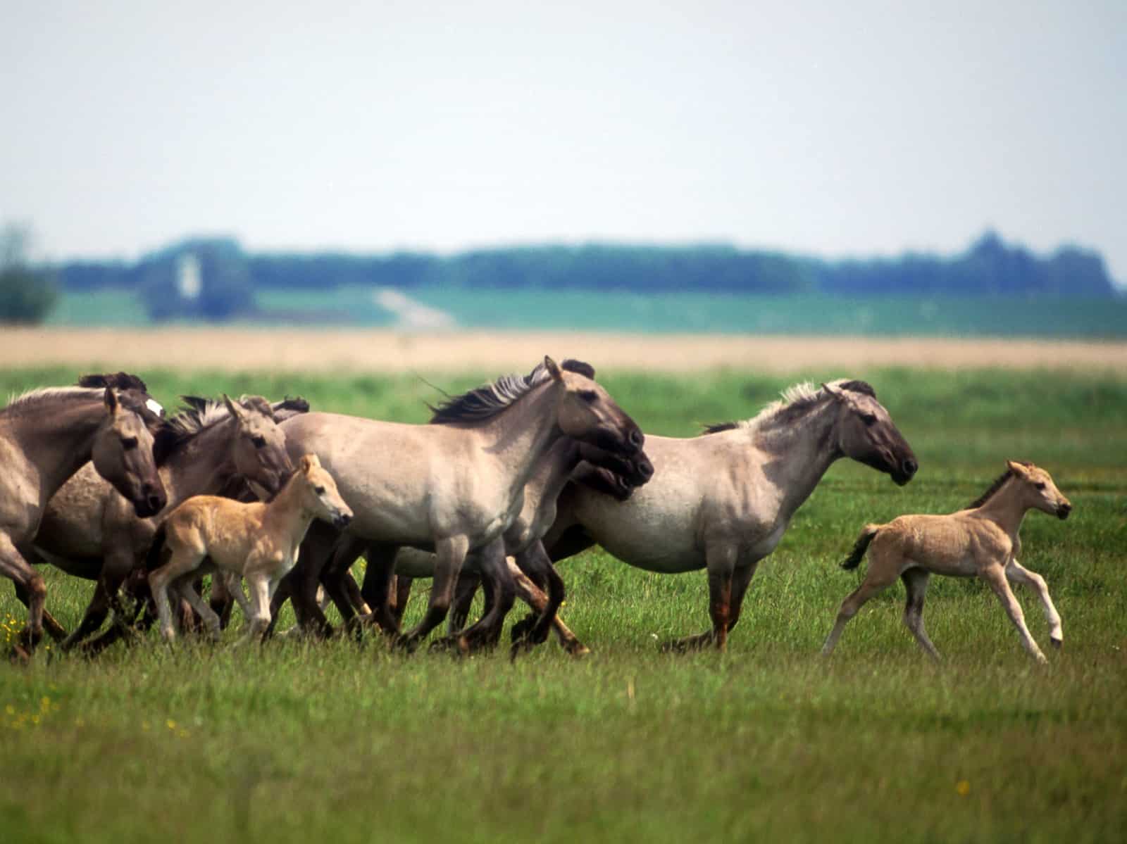 Bei der Storchenkolonie hat der WWF für eine Herde mit Koniks gesorgt, © by Staatsbosbeheer Bei der Storchenkolonie hat der WWF für eine Herde mit Koniks gesorgt, © by Staatsbosbeheer