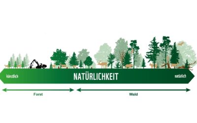 WWF zum Tag des Waldes: 9 von 10 Wäldern in Österreich sind zu stark bewirtschaftet