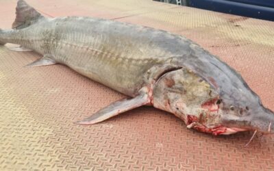 140-Kilo-Stör vor Wilderei gerettet und in Donau freigelassen