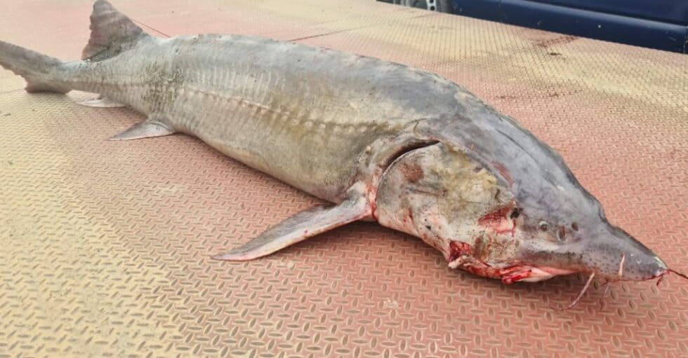 140-Kilo-Stör vor Wilderei gerettet und in Donau freigelassen - WWF ...