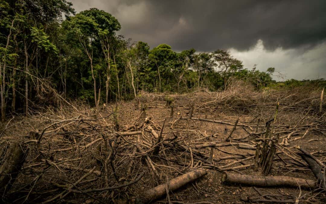 WWF-Wald-Report: Wir sägen an unserem eigenen Ast