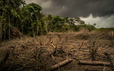 Neuer WWF-Report: EU für 16 Prozent der globalen Regenwald-Zerstörung verantwortlich