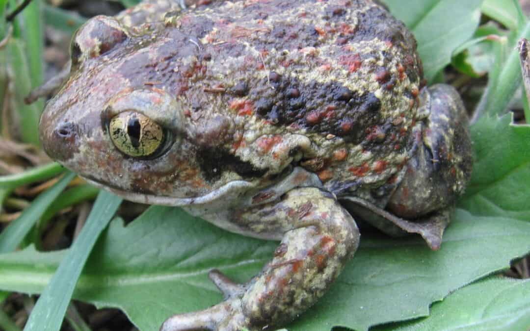 Knoblauchkröte (Pelobates fuscus) Ruf