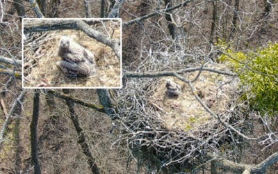 Bild der Woche: Seeadler-Nachwuchs im Weinviertel wohlauf