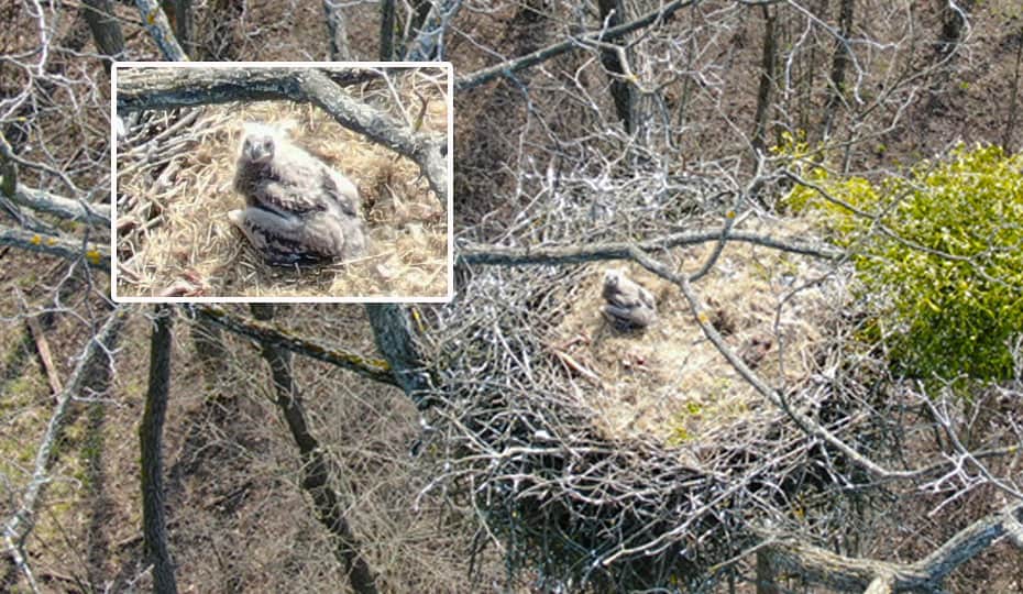 Bild der Woche: Seeadler-Nachwuchs im Weinviertel wohlauf