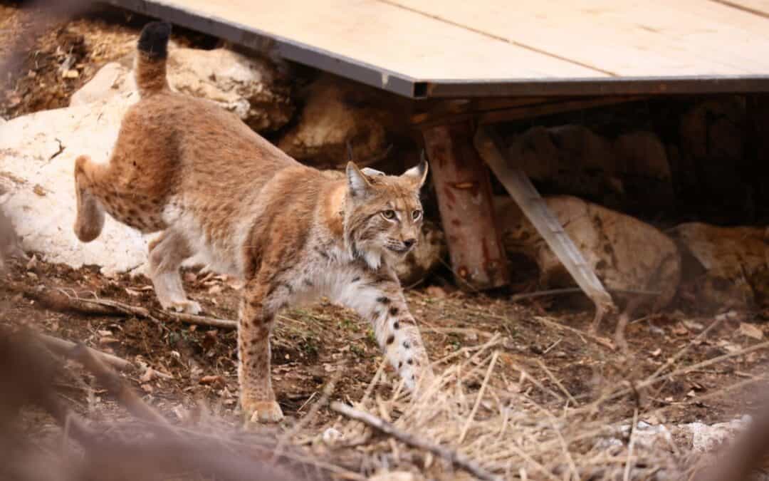 Luchsfreilassung: 5 neue Luchse im Grenzgebiet zu Kärnten