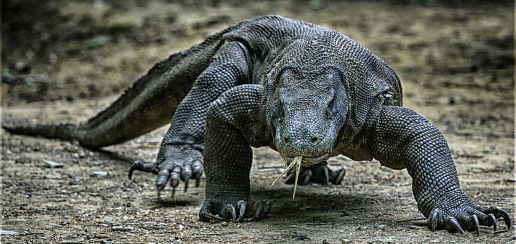 Komodowaran
