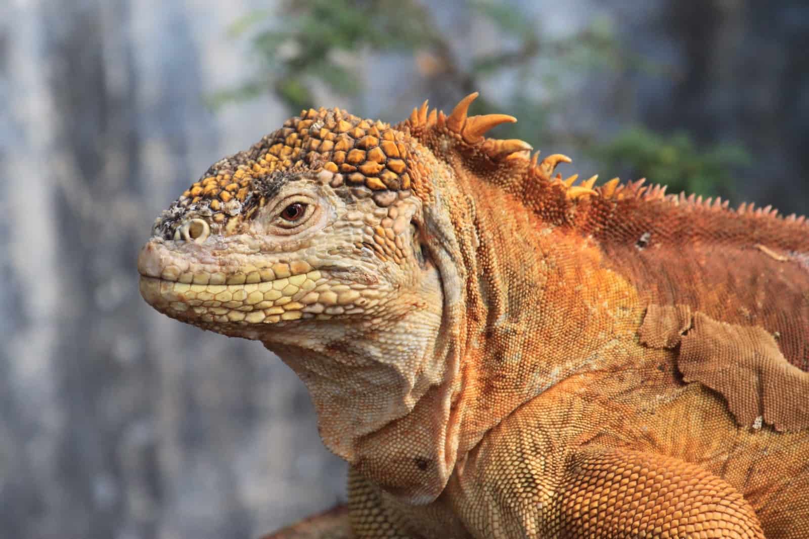 Der Galápagos-Landleguan kommt nur auf den gleichnamigen Inseln und sonst nirgends auf der Welt vor. Das nennt man "endemisch", © by pixabay
