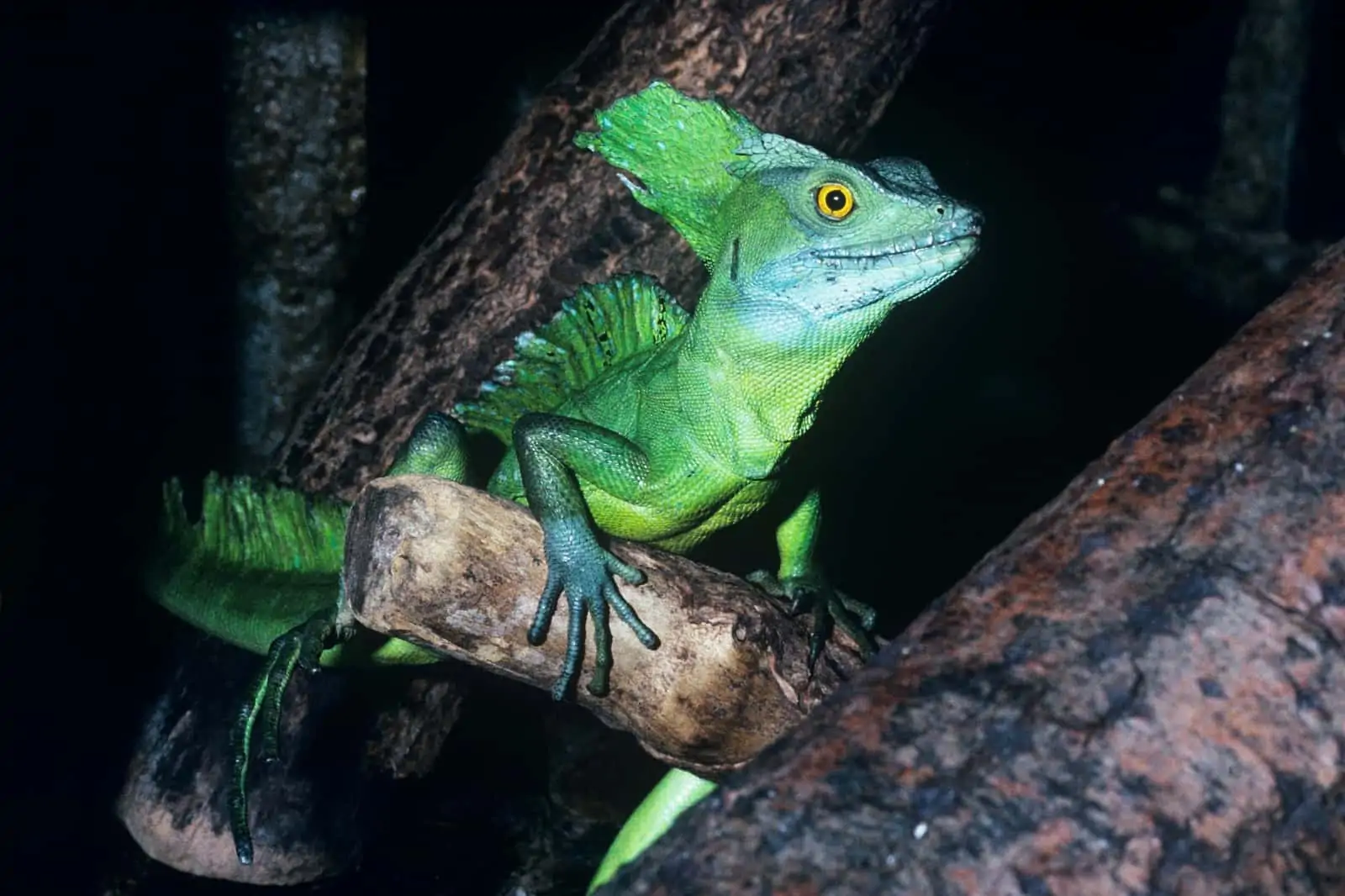 So rasend schnell, dass er sogar kurze Zeit übers Wasser laufen kann!, © by David Lawson/WWF UK So rasend schnell, dass er sogar kurze Zeit übers Wasser laufen kann!, © by David Lawson/WWF UK