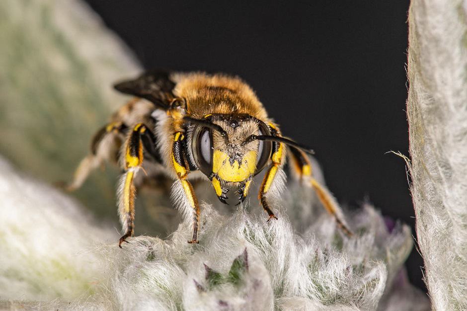 Europäische Wollkarderbiene oder Große Wollbiene (Anthidium manicatum)