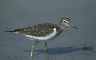 Flussuferläufer kehren an den Inn zurück – WWF und BirdLife bitten um Achtsamkeit